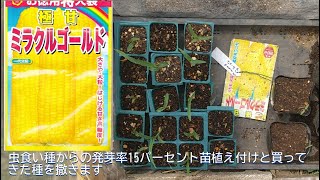 「トウモロコシ」植え付けと「べにはるか」2024 05 04 [upl. by Elyagiba]