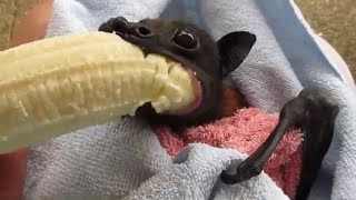 Hes Cranky Rescued Bat Enjoys Banana [upl. by Aivital]