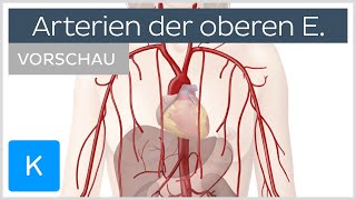 Obere Extremität Arterien und Blutversorgung Vorschau  Kenhub [upl. by Ramo]