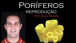 Poríferos  Reprodução  YES Biologia com Prof Bruno Ramello [upl. by Anaujahs]