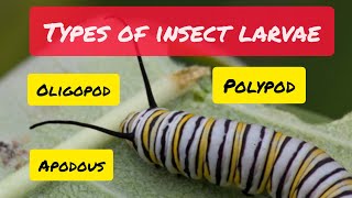 Types of Insect Larvae [upl. by Carson]