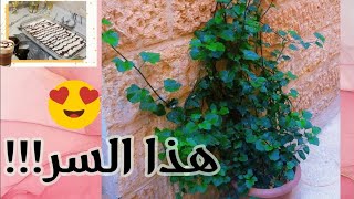 السر اللي استعملته لزرعاتي وصاروا كبار 🌱اصنعي حلو بمكونين فقط🍮 بالاذكار تحققي الأمنيات📿❤️ [upl. by Suk]