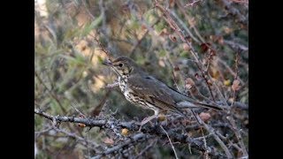 Song Thrush Turdus philomelos Τσίχλα  Κελαηδότσιχλα  Τζίκλα  Cyprus [upl. by Leicam956]