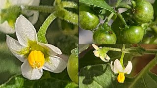 Is your Nightshade Deadly Black Nightshade plant Difference between Black and Deadly Nightshade [upl. by Evad]