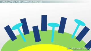 Shapes of a Virus Helical Icosahedral Prolate Complex Enveloped Video Lesson Transcript [upl. by Tila]