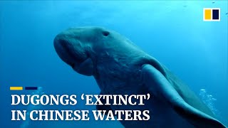 Dugong becomes first large mammal declared functionally extinct in China due to habitat loss [upl. by Guyon]