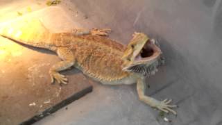 Worlds most aggressive bearded dragon [upl. by Arlene]