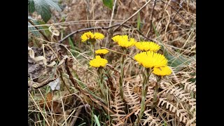 Colourful Coltsfoot [upl. by Imoian]