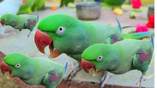 Alexandrine Parrot Screaming Sounds [upl. by Enilorac994]