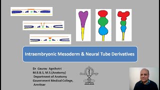 Intraembryonic Mesoderm and Neural Tube [upl. by Vernita]