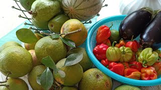 AUJOURDHUI PLEIN DES FRUITS DANS LA JARDIN [upl. by Appledorf173]