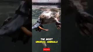 The Platypus Nature’s Weirdest Creature 🦆🐾 Shorts [upl. by Whalen]