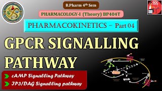 GPCR Signalling pathway  cAMP Pathway amp IP3DAG Pathway Pharmacodynamic Part04  PharmacologyI [upl. by Raclima]