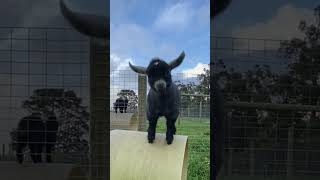 Pygmy Goats Love To Do Parkour 🐐🏞️ [upl. by Refinnaj]