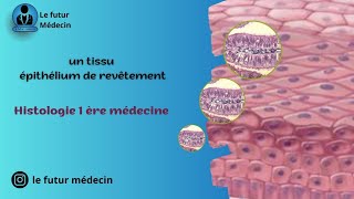 Épithélium de revêtement et glandulaire histologiquement  partie 1 [upl. by Dib]