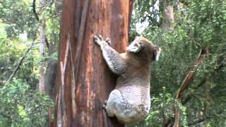 Koala Climbing Tree [upl. by Musetta752]