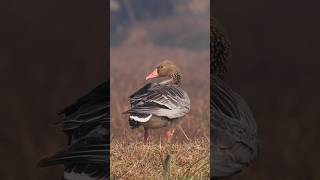 Greylag Goose birdphotography wildlife [upl. by Nnaid154]