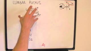 Memorising the Lumbar Plexus  easy way to draw it [upl. by Fonz]