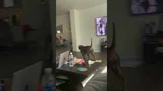 Prodigy When Pops Walks In The Door💖 XL Bully Life  Anerican Bully  dog TV [upl. by Ambrosio140]