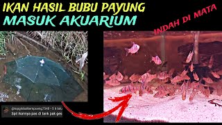 indah di mataspil ikan hasil bubu payung dan ahirnya masuk akuarium ternyata cantik banget ikannya [upl. by Columba616]