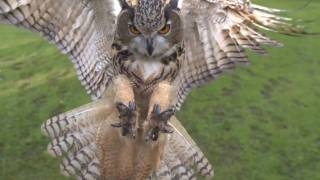 Eagle owl in flight high speed camera AMAZING slow motion camera [upl. by Hsilgne]