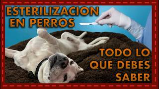 ¡Todo lo que necesitas saber sobre la esterilización en perros y sus mitos [upl. by Gnidleif65]