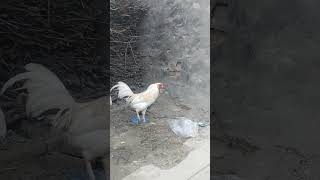 rooster in the house 09876 shorts rooster aseelrooster henandrooster aseelhen poultryfarming [upl. by Melnick]