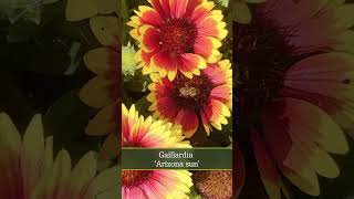 Gaillardia Arizona Sun [upl. by Lemert440]