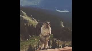 Marmot scream meme original [upl. by Sewole573]