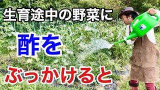 【ビックリ仰天】お酢をかけると植物が育ちが劇的によくなります 【カーメン君】【園芸】【ガーデニング】【初心者】 [upl. by Monteith94]