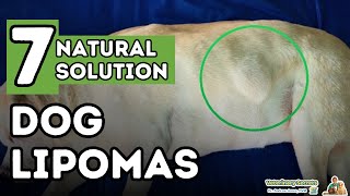 Dog Fatty Tumors How to Tell and Treat Lipomas At Home [upl. by Thor]