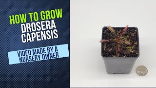 How to Grow and Propagate Drosera Capensis Carnivorous Plant Grow Guide [upl. by Aneetsirk60]