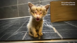 Because he was blind this kitten was adopted and then abandoned again someone didnt give up on he [upl. by Ludlow]