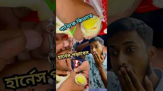 কিভাবে পাখির পায়ে হার্নেস পড়াবেন birds pets harness tips anondopets shorts [upl. by Annaili]