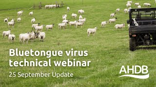 Bluetongue Virus  25th September Update  AHDB Webinar [upl. by Mendelson]