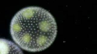 The Protist  Protozoa Algae and Funguslike protists [upl. by Nnairam]