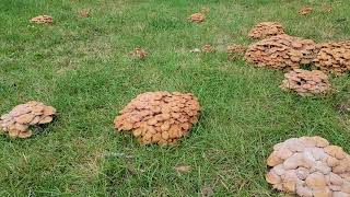 Honey Fungus Armillaria spp growing on Silver Maple [upl. by Judah655]