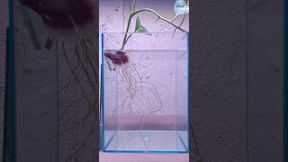 Betta fish flaring at its reflection in the mirror bettafish [upl. by Nylaras]