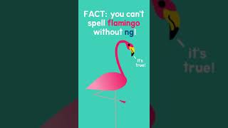 flamiNGo [upl. by Malloy]