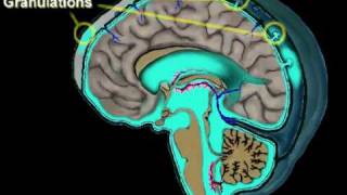 Cerebrospinal Fluid Circulation [upl. by Farika]