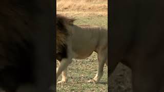 Rhodesian Ridgeback fights off Lion [upl. by Carmelle132]