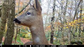 Roe Deer Buck great close up shot [upl. by Winola65]