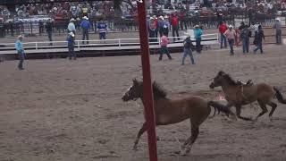 Cheyenne Frontier Days Rodeo [upl. by Ydnik]