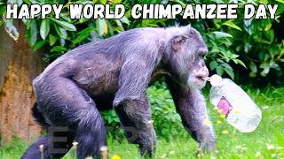 Happy World Chimpanzee Day [upl. by Luttrell]