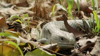 Steve Irwin Wildlife Reserve [upl. by Ahseat]