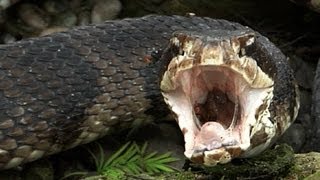 Cottonmouth vs Rattlesnake 02  Cottonmouth eats Rattlesnake  Time Lapse [upl. by Norling]