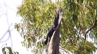 The Palm Cockatoo Probosciger aterrimus [upl. by Odrude]