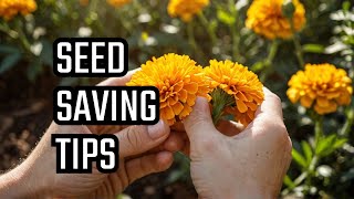 The FASTEST Way to Collect Marigold Seeds for Beginners [upl. by Magee]