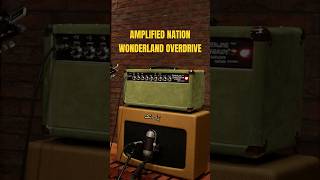 Jak brzmi wzmacniacz Amplified Nation Wonderland Overdrive V2 [upl. by Halullat]