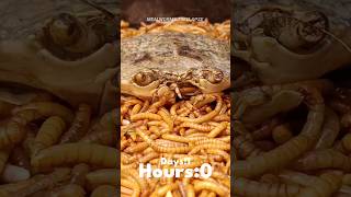 Mealworms Vs Crab mealworms timelapse fruit insect food mealwormstimelapse satisfyingshorts [upl. by Analram900]